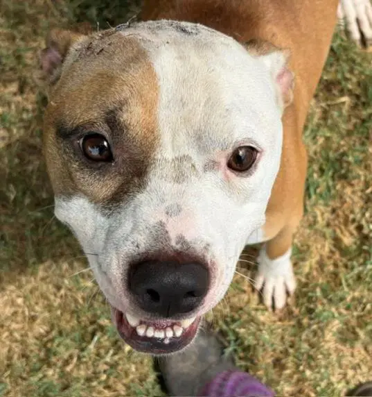 Wyatt - Pit Bull Terrier