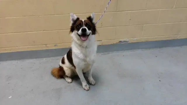 Deku - Australian Cattle Dog/Blue Heeler