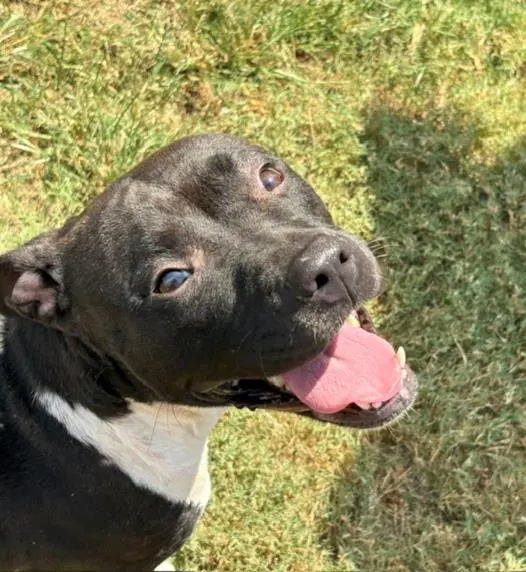 Freya - Pit Bull Terrier