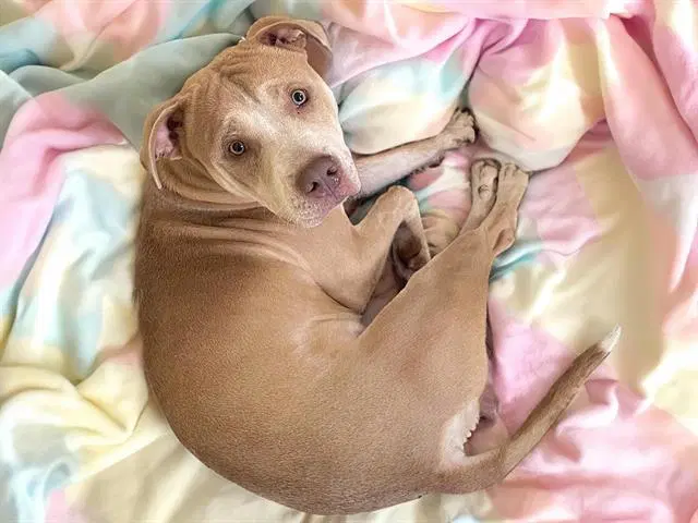 Carlos - Carolina Dog