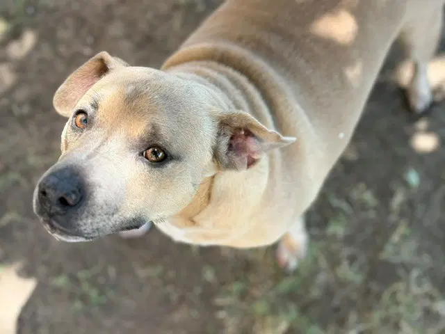 Chica - Pit Bull Terrier
