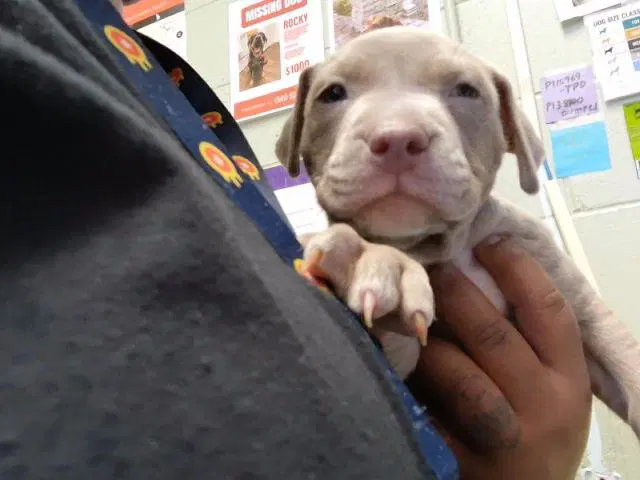 Unknown - Pit Bull Terrier
