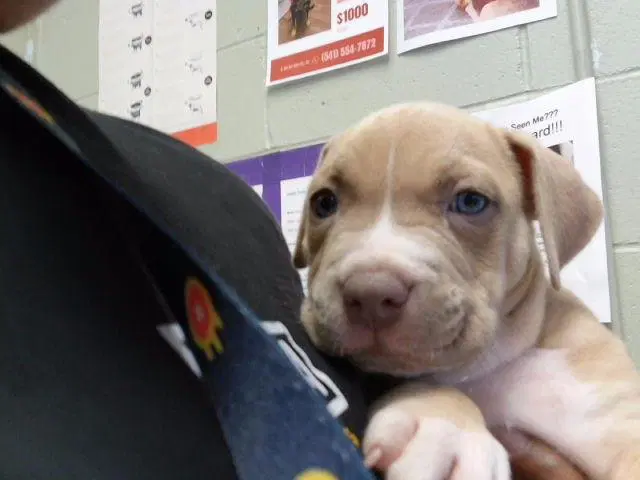 Unknown - Pit Bull Terrier