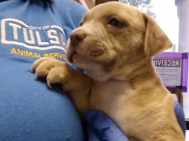 Unknown - Pit Bull Terrier