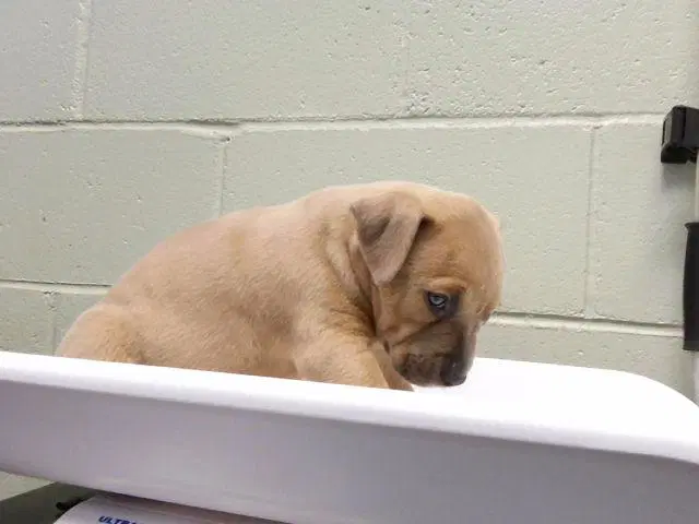 Unknown - Pit Bull Terrier