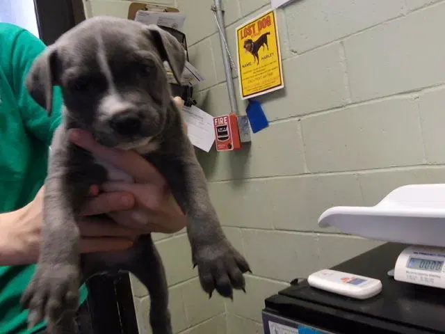 Unknown - Pit Bull Terrier