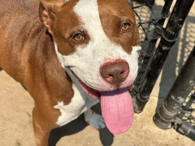 Apollo - Pit Bull Terrier