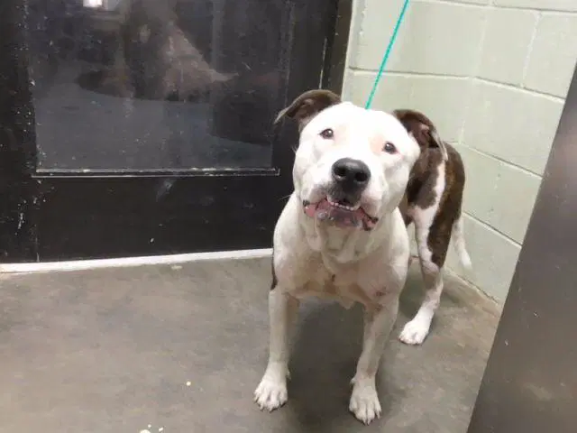 Happy - Pit Bull Terrier