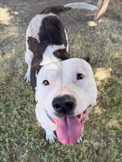 Happy - Pit Bull Terrier
