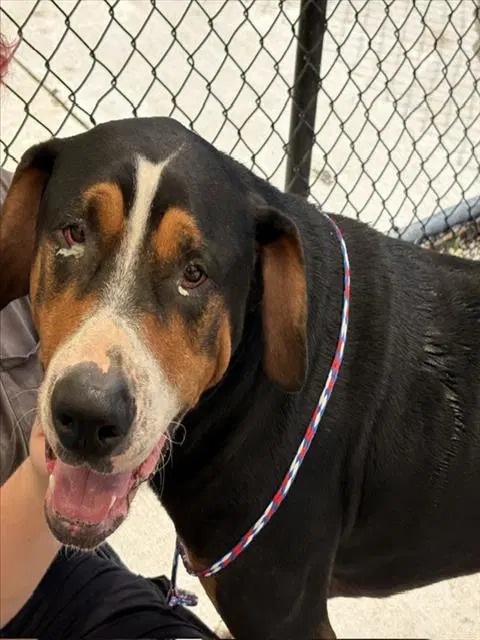 Abner - Greater Swiss Mountain Dog