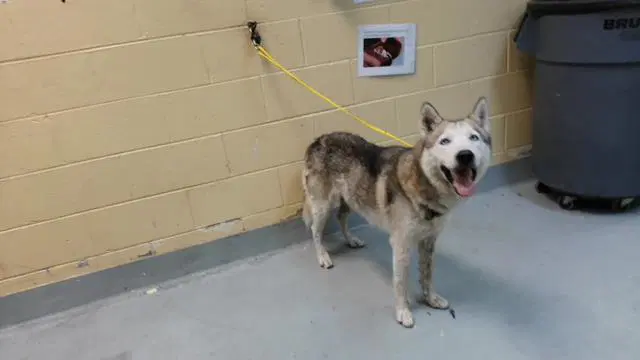 Balto - Husky