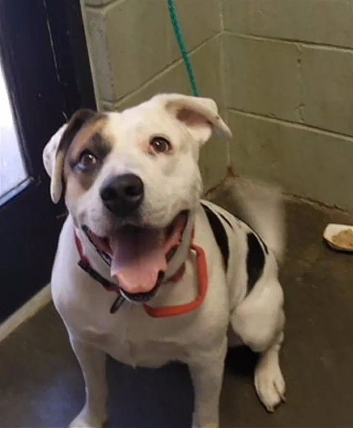 Pterodactyl - Pit Bull Terrier
