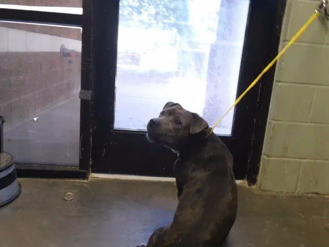 Bluebell - Pit Bull Terrier