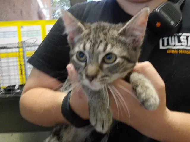 Mckinley - Domestic Short Hair