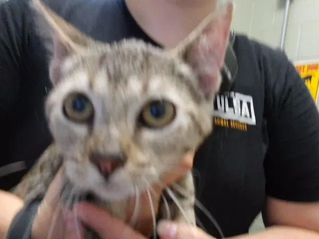 Kaiser - Domestic Short Hair