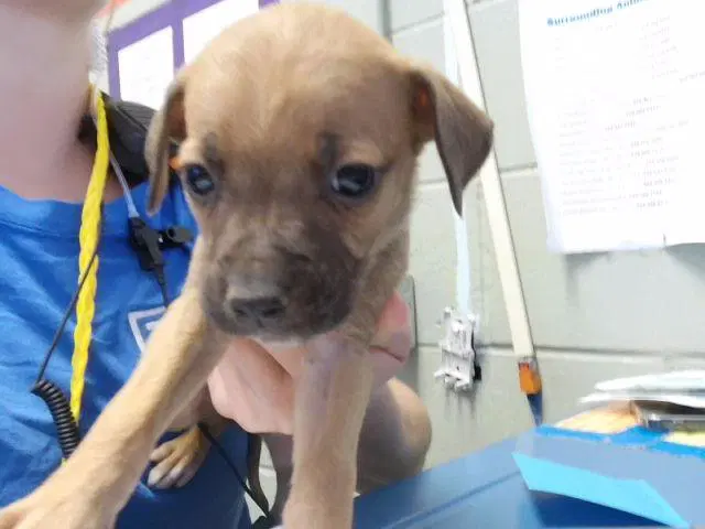 Cheerios - Pit Bull Terrier