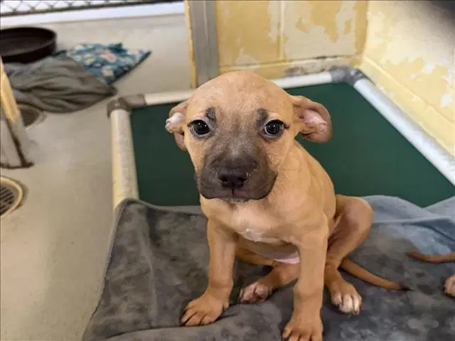 Cheerios - Pit Bull Terrier