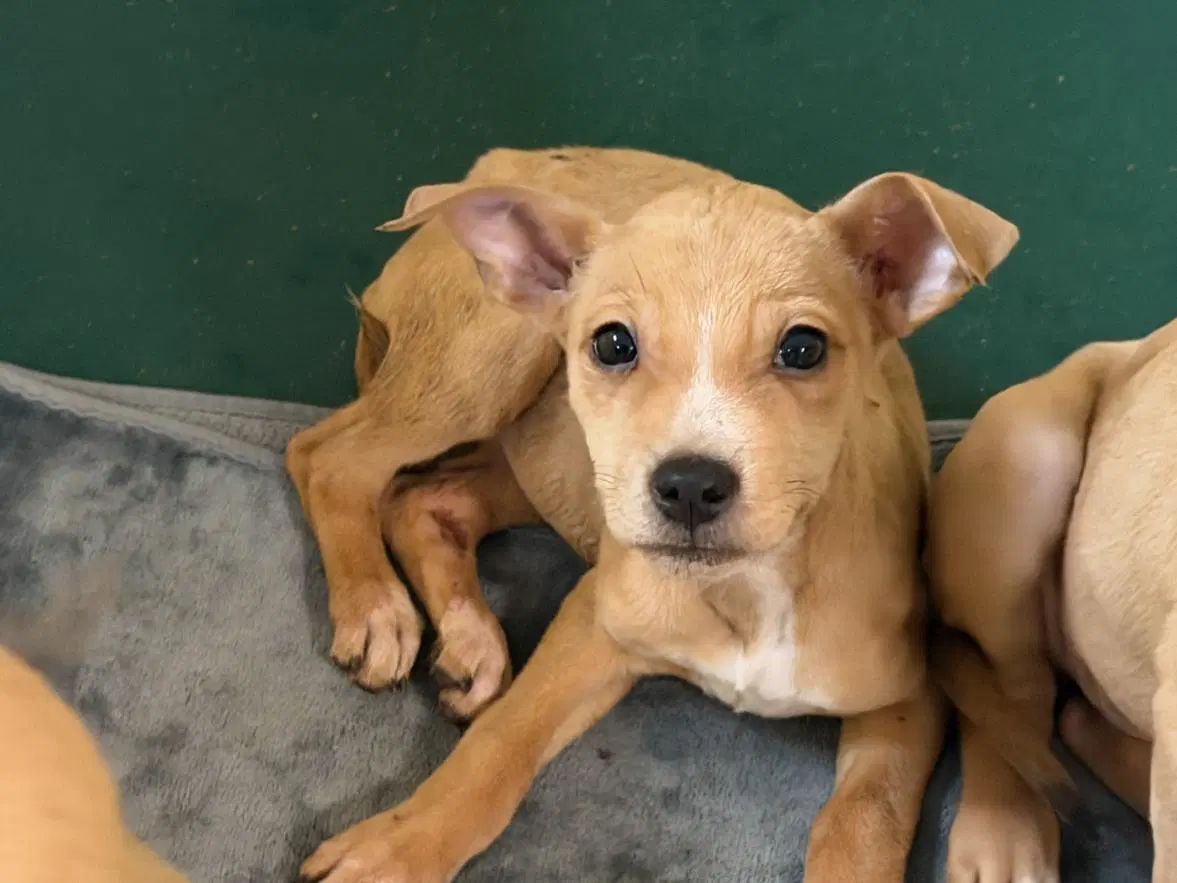 Lucky Charms - Pit Bull Terrier