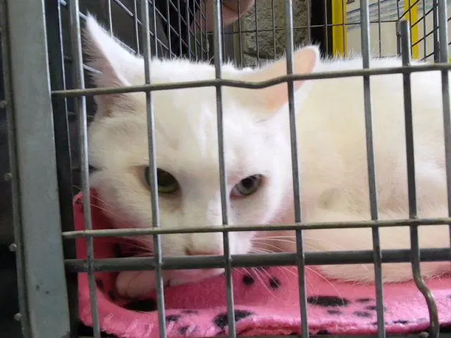 Kitty - Domestic Short Hair