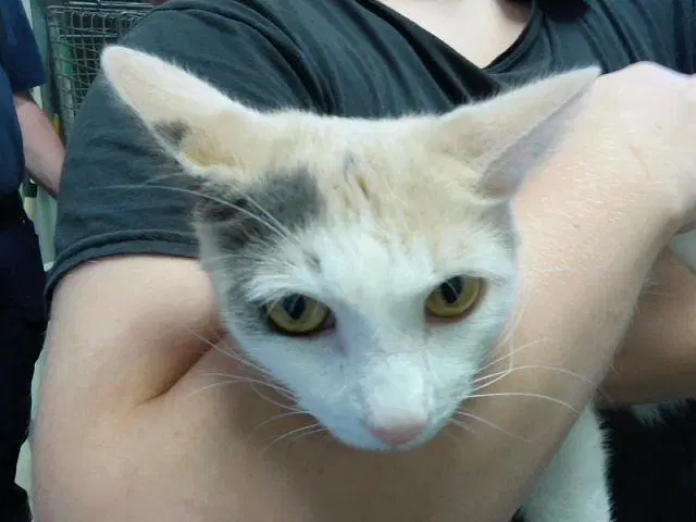 Sunny - Domestic Short Hair