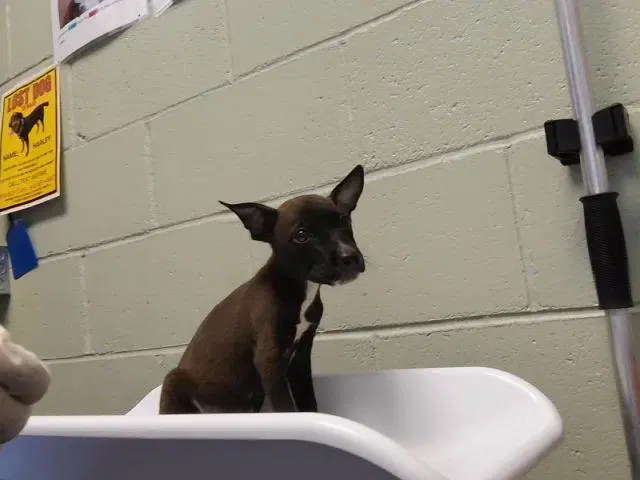 Noodle - Pit Bull Terrier