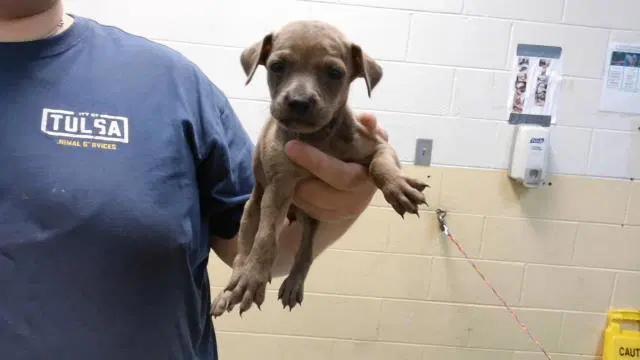 Blossom - Pit Bull Terrier