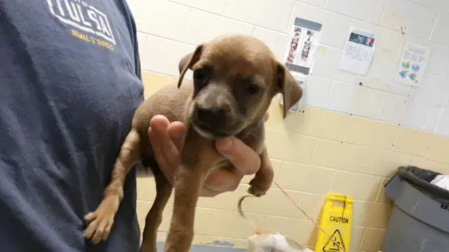 Buttercup - Pit Bull Terrier
