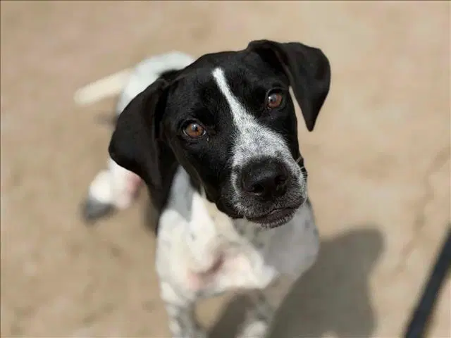 Smile - Plott Hound