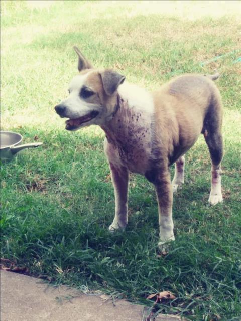 UNA, a dog for adoption from City of Tulsa Animal Welfare