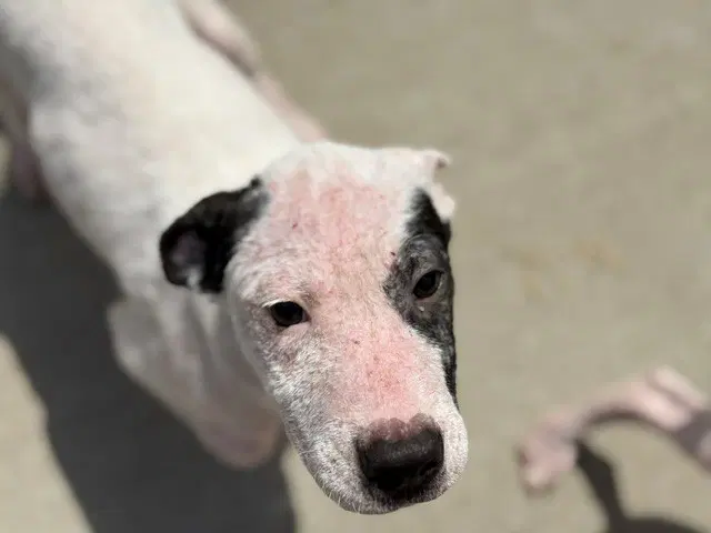 Kane - Pit Bull Terrier