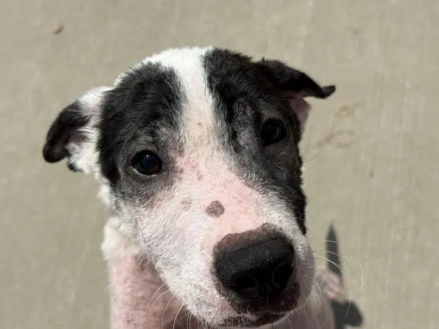 Able - Pit Bull Terrier