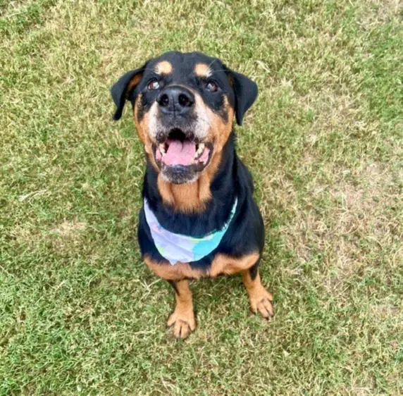 Jozy - Rottweiler