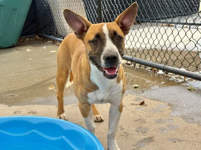 Tulsa - Bull Terrier