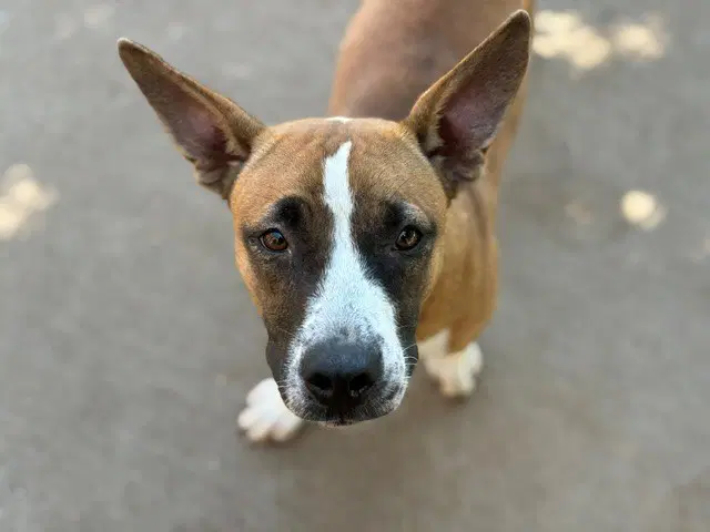 Tulsa - Miniature Bull Terrier
