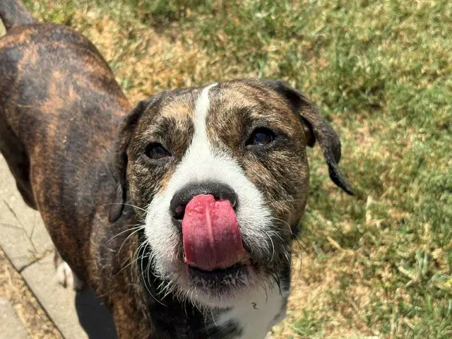 Rocky - Pit Bull Terrier