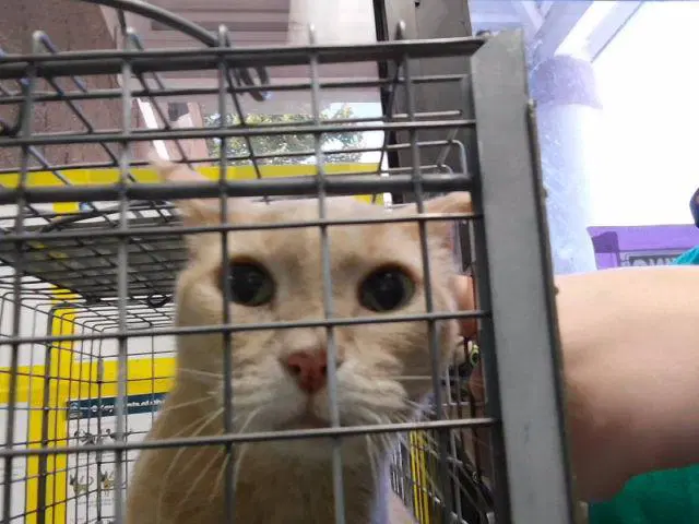 Hellion - Domestic Short Hair