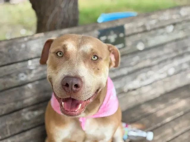 Lil Roy - Pit Bull Terrier