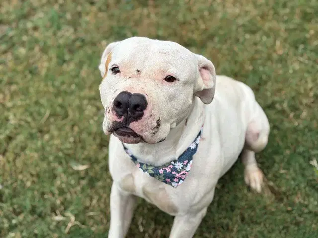 Butternut - Pit Bull Terrier
