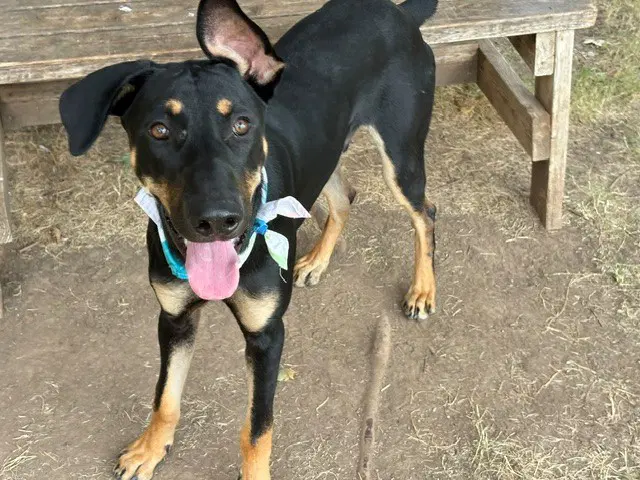 Desoto - Doberman Pinscher