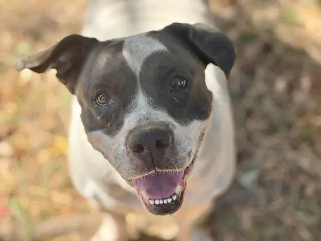 Super Nova - Pit Bull Terrier