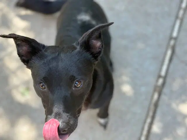 Don - Chihuahua