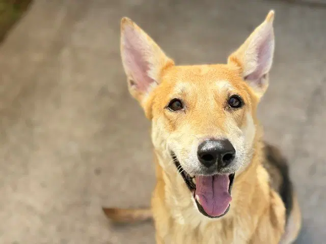 Darla - German Shepherd Dog