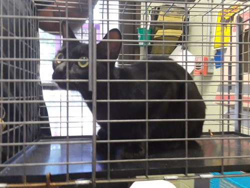 picture of the cat needing adoption