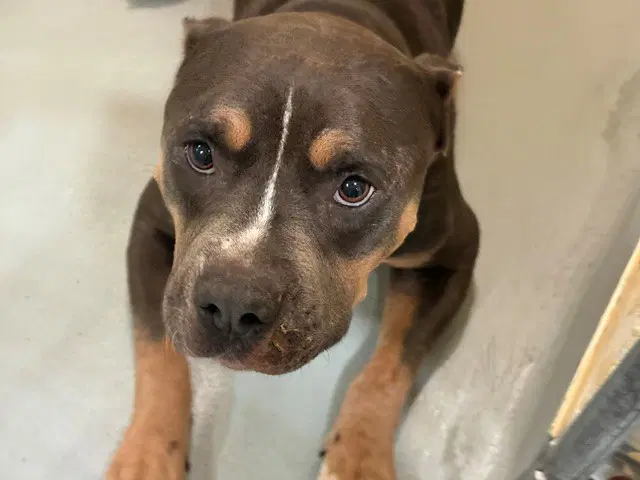 Porter - Pit Bull Terrier
