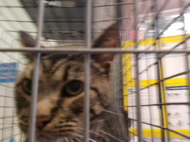 Robin - Domestic Short Hair