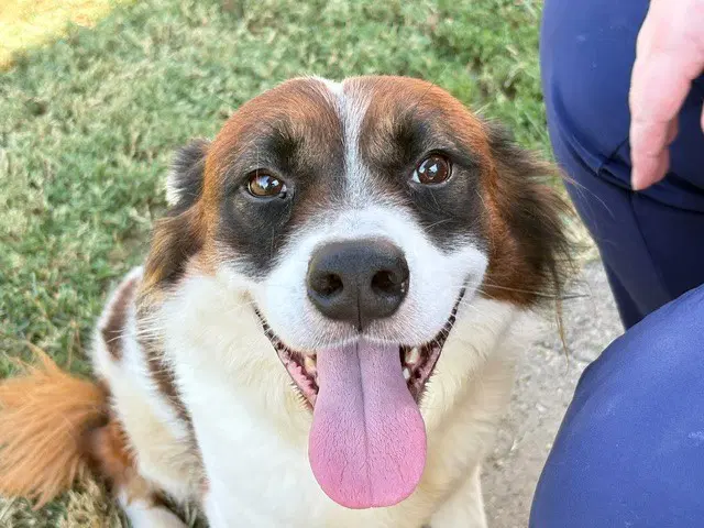 Deku - Australian Cattle Dog/Blue Heeler