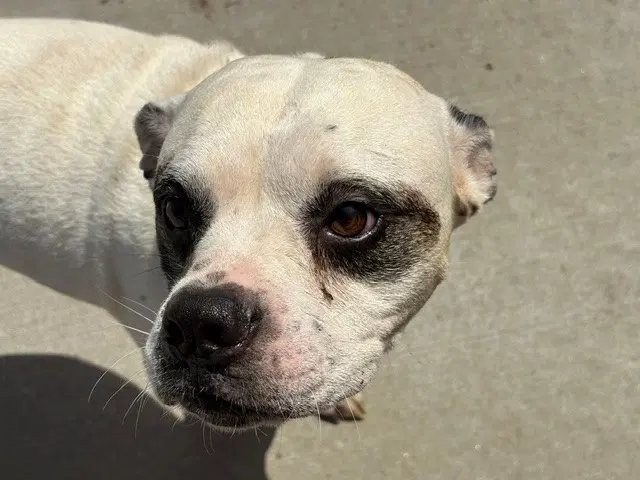Tres - Boxer