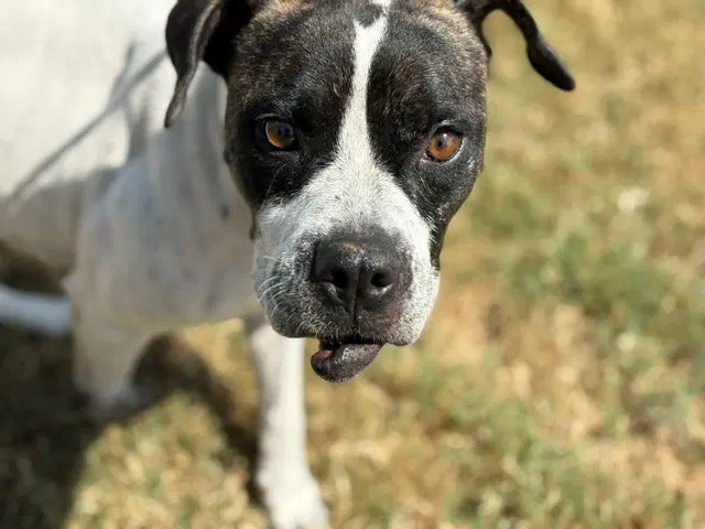 Brigette - Pit Bull Terrier