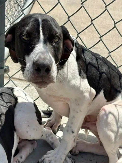Will - Pit Bull Terrier