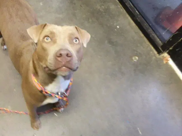 Fiona - Pit Bull Terrier